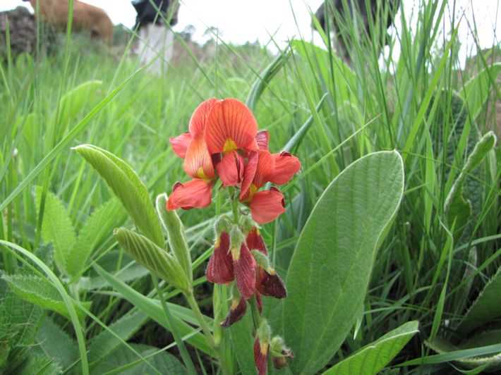 Eriosema distinctum